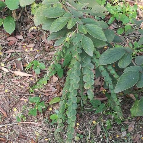 錢樹 植物